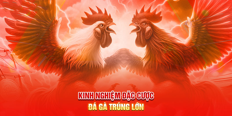 Kinh nghiệm cá cược Đá Gà mang lại thắng lợi lớn
